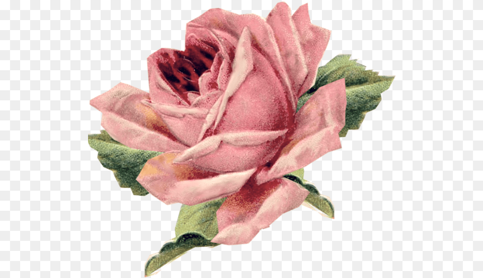 Parental Advisory In Roses Vintage Rose, Flower, Petal, Plant, Art Free Png Download