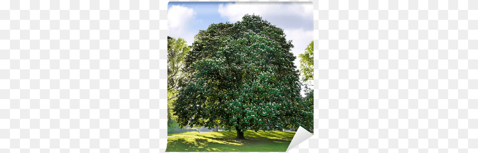 Park Group Of Trees American Holly, Grass, Oak, Plant, Sycamore Free Png