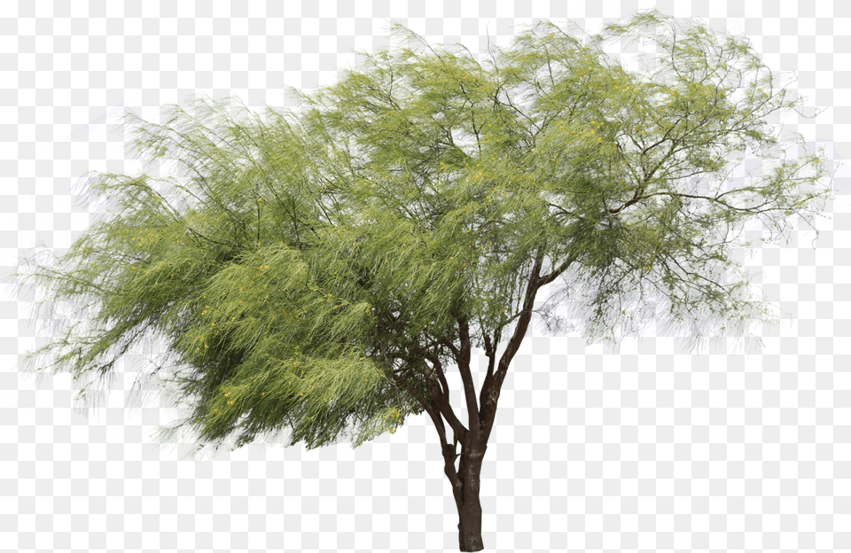 Parkinsonia Aculeata, Plant, Tree, Willow Free Png