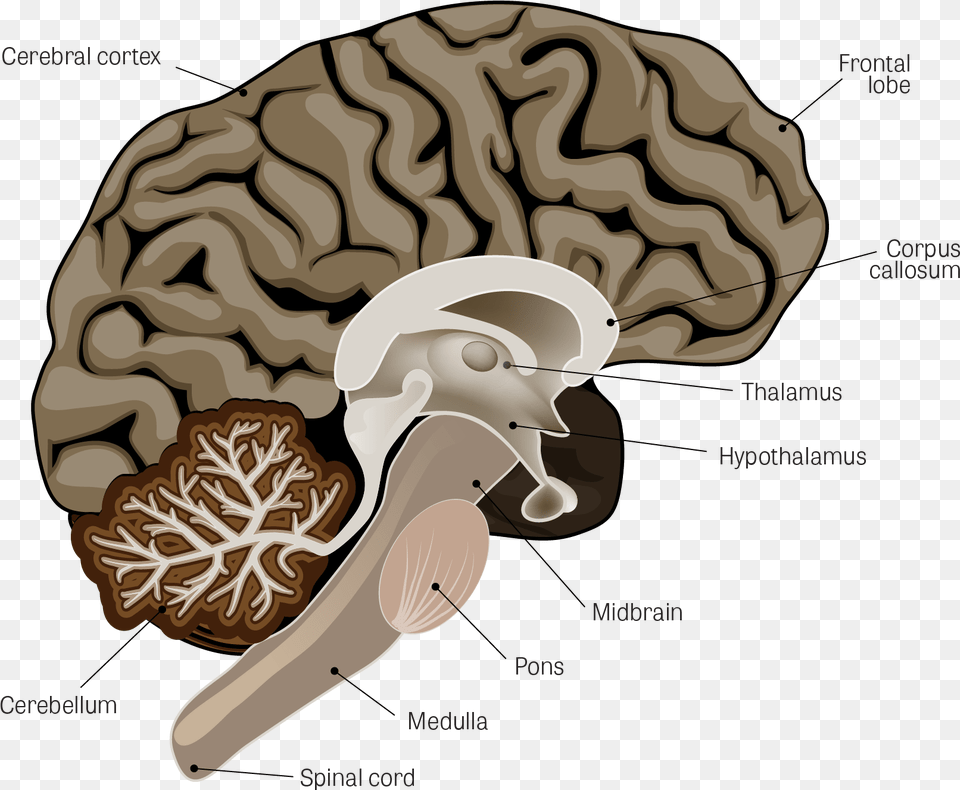 Parkinsons Brain, Ct Scan, Animal, Nature, Outdoors Free Transparent Png