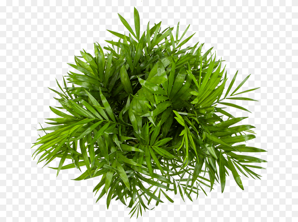 Parlor Palm Care Palm From Above, Leaf, Plant, Tree, Fern Free Png