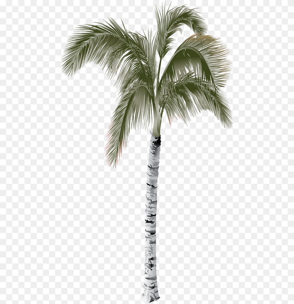 Parque Acutico Palm Tree, Palm Tree, Plant Free Transparent Png