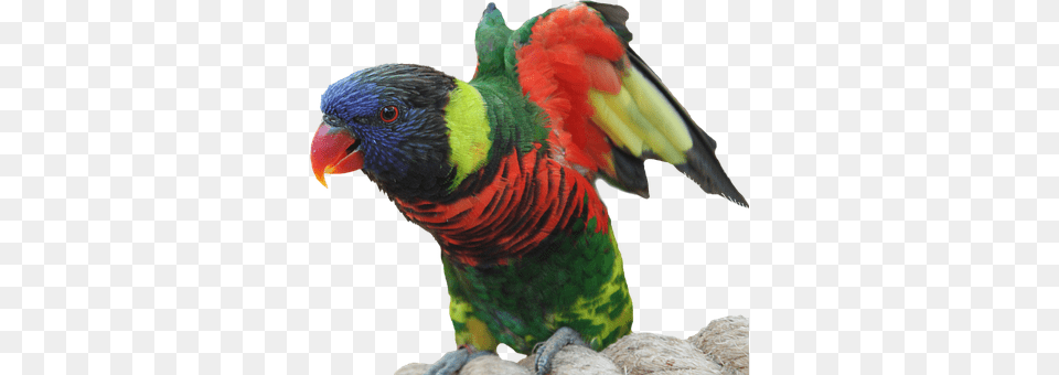 Parrot Animal, Bird, Beak Png Image