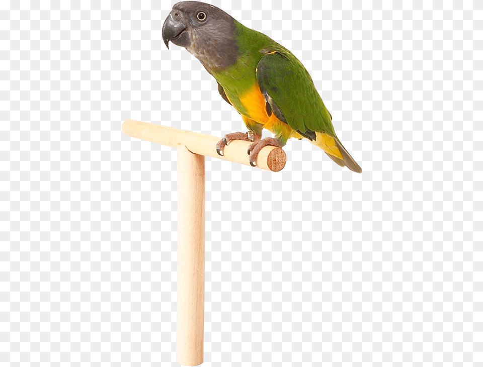 Parrot, Animal, Bird, Parakeet Free Png Download