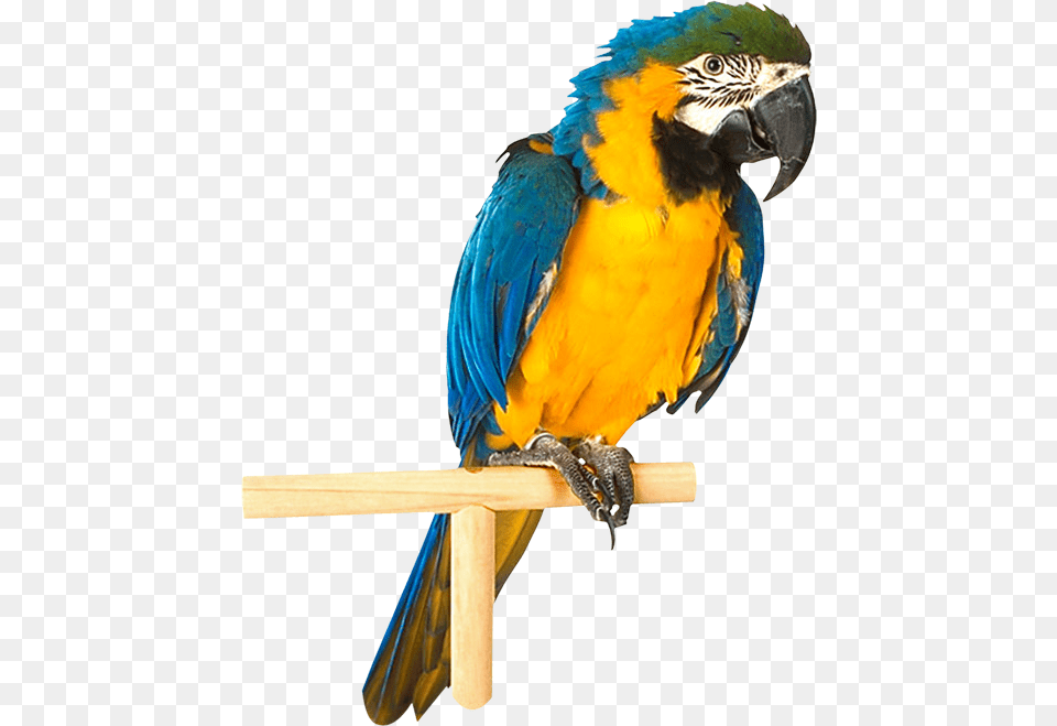 Parrot, Animal, Bird, Macaw Free Transparent Png