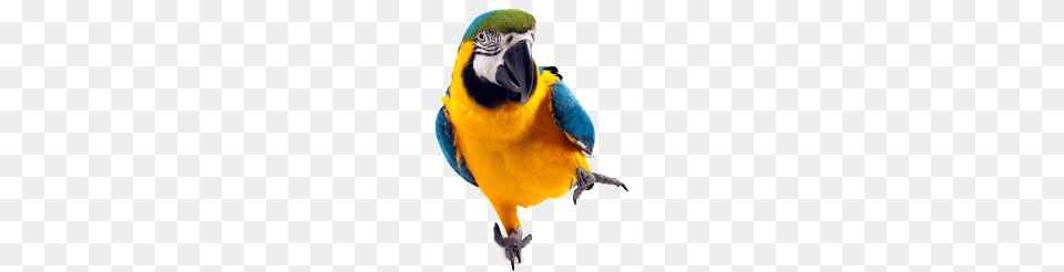 Parrot, Animal, Bird, Macaw Free Transparent Png