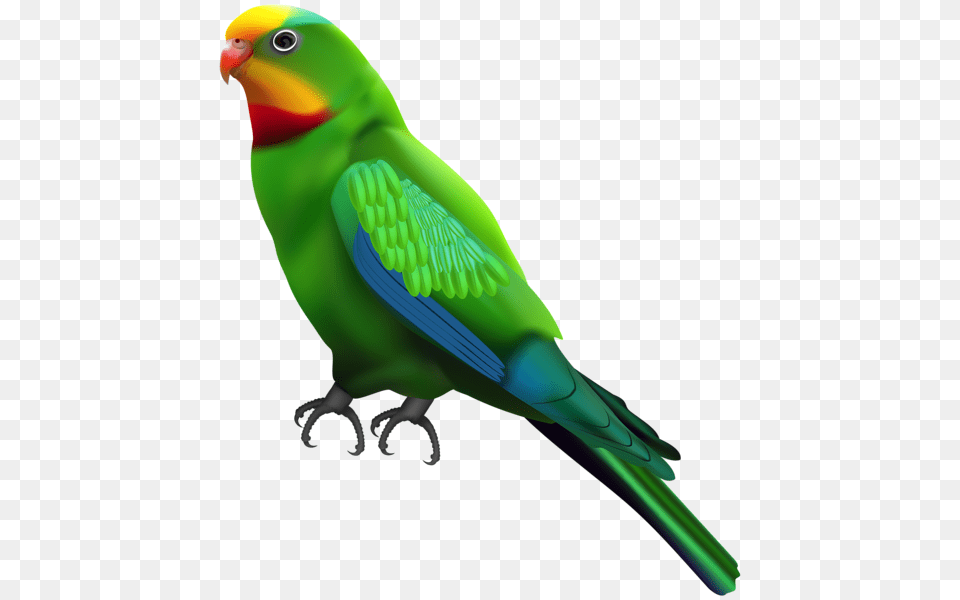 Parrot, Animal, Bird, Parakeet Png Image