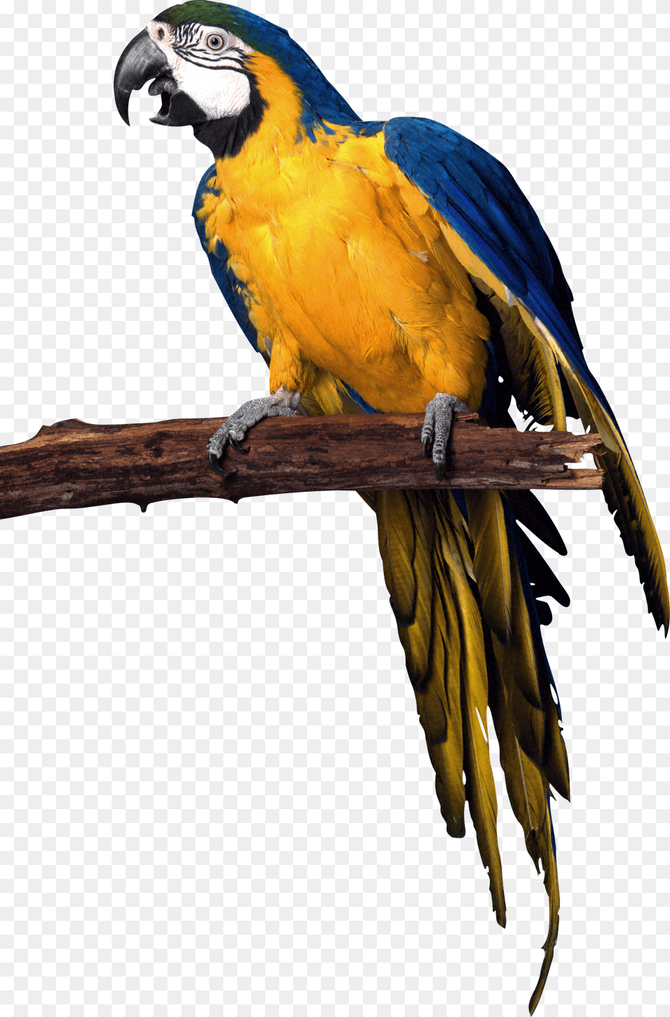 Parrot, Animal, Bird, Macaw Free Png Download