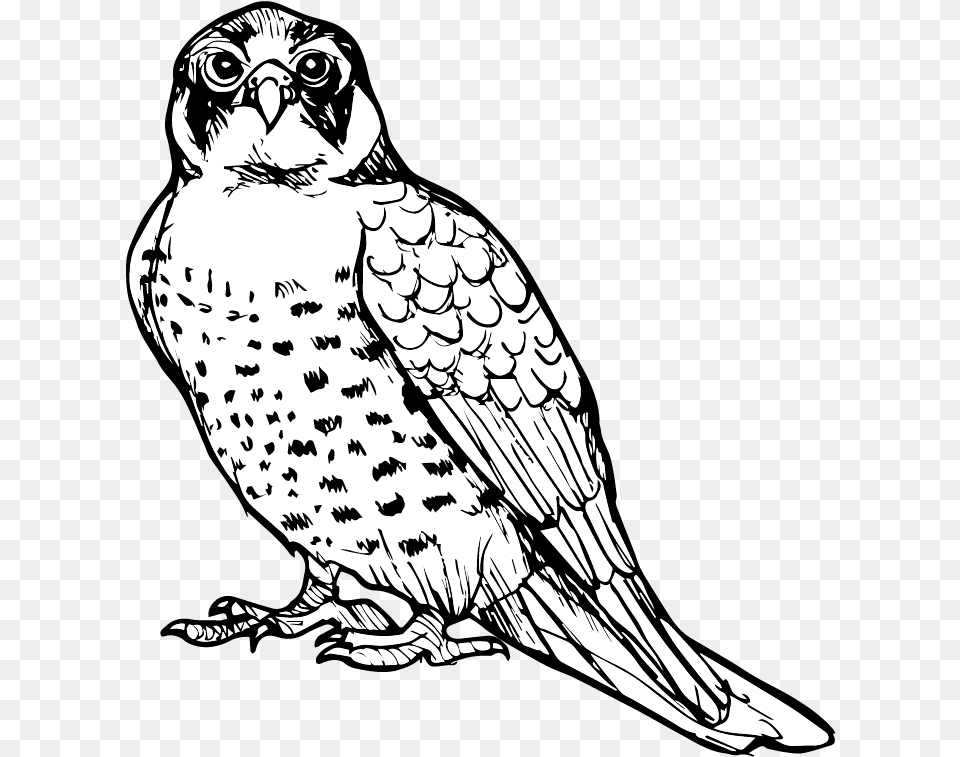 Parrot, Art, Animal, Bird, Drawing Free Transparent Png