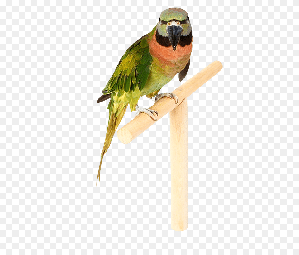 Parrot, Animal, Bee Eater, Bird Free Transparent Png