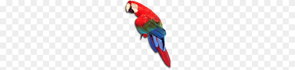 Parrot, Animal, Bird, Macaw, Fish Png