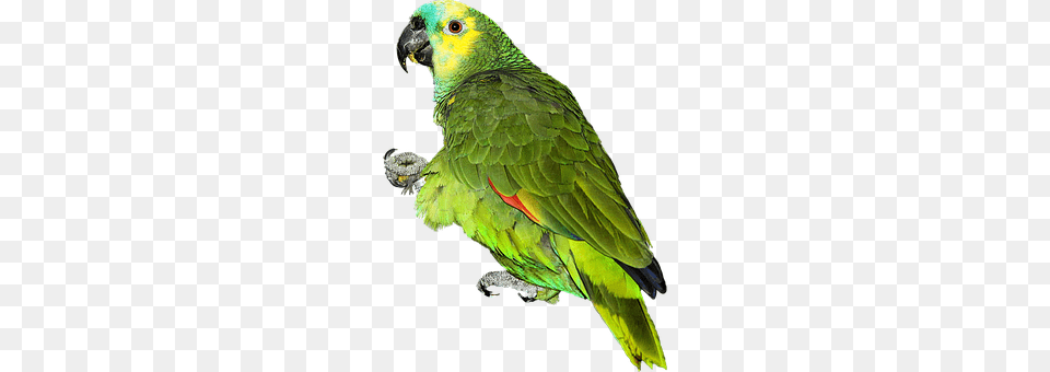 Parrot Animal, Bird Png