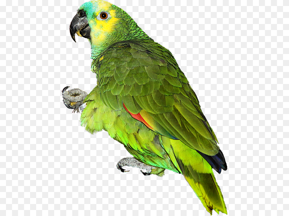 Parrot Animal, Bird Free Transparent Png