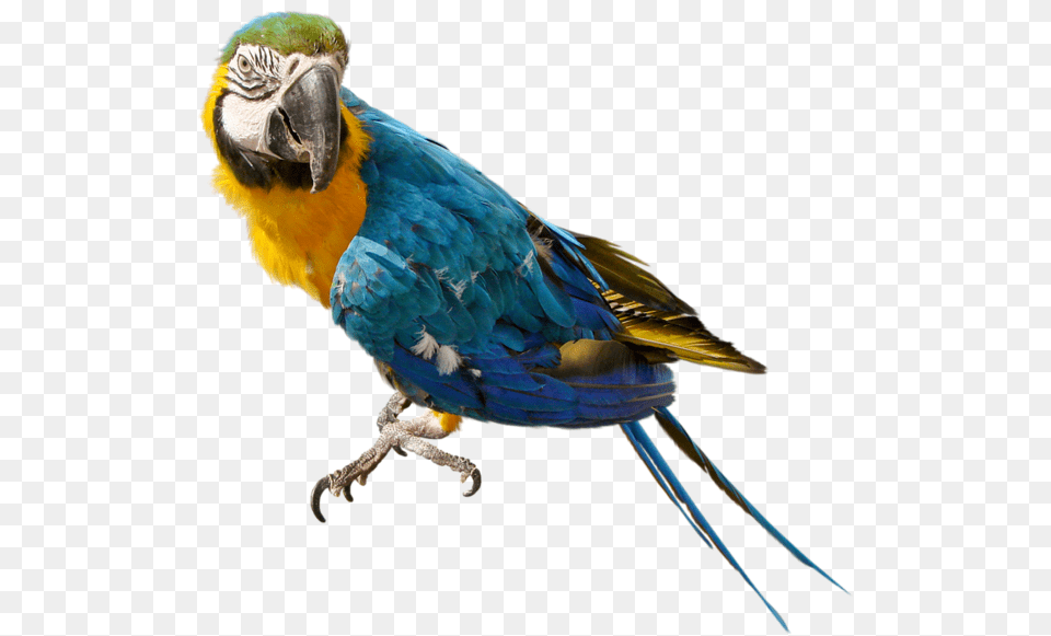 Parrot, Animal, Bird, Macaw Png Image