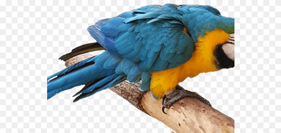 Parrot, Animal, Bird, Macaw Free Png