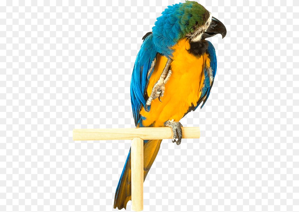 Parrot, Animal, Bird, Macaw Png Image