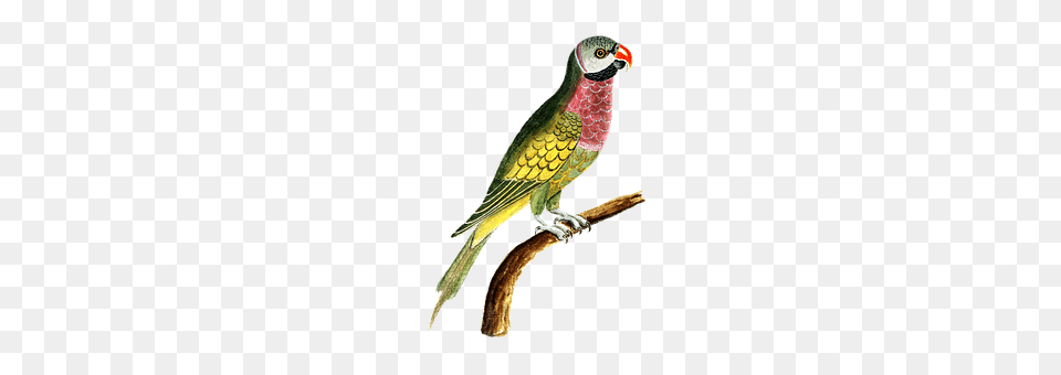 Parrot Animal, Beak, Bird Png