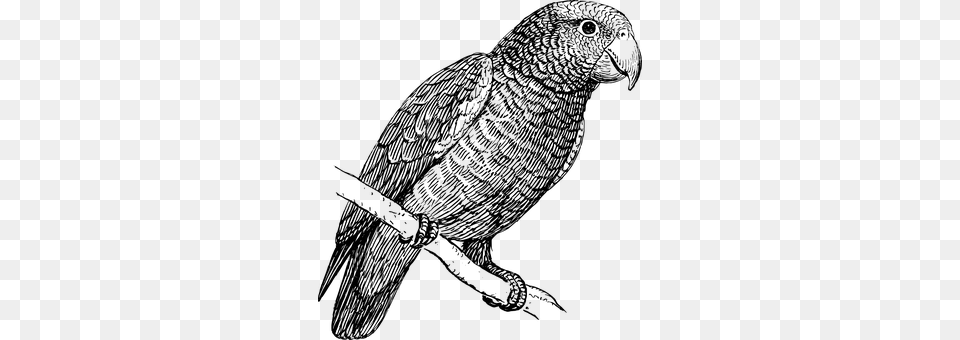 Parrot Gray Png Image