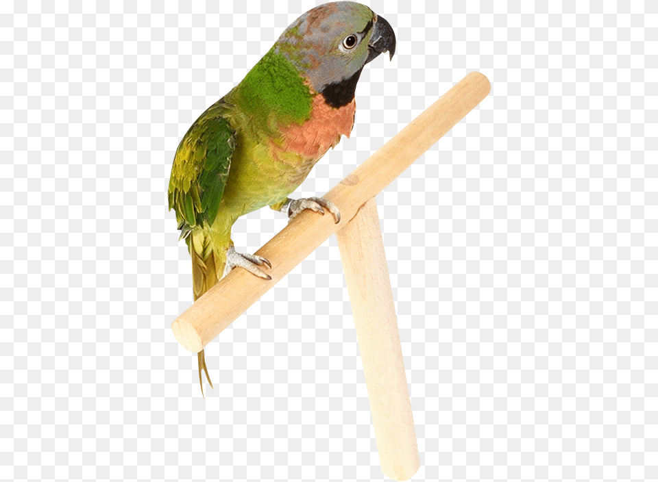 Parrot, Animal, Bird, Parakeet, Axe Png