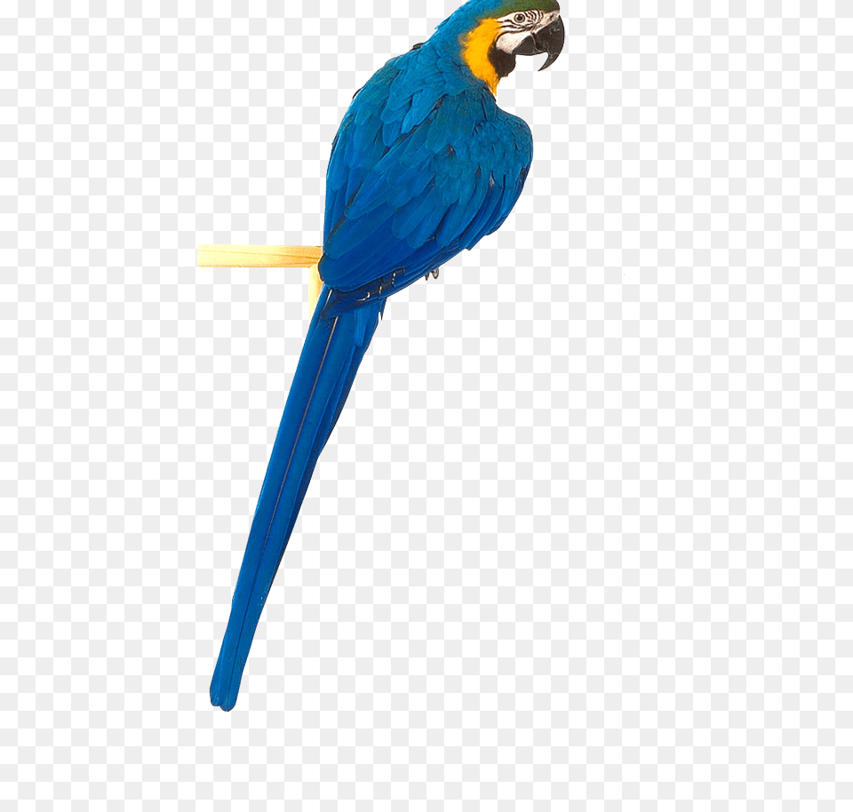 Parrot, Animal, Bird, Macaw Free Png Download