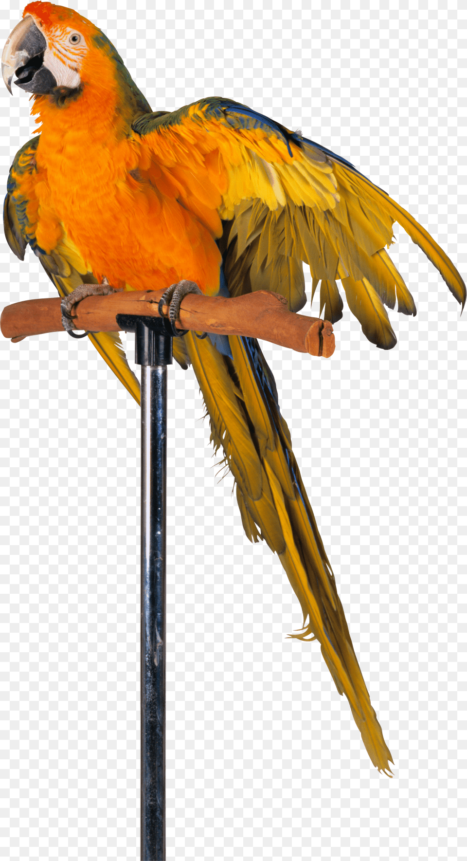 Parrot, Animal, Bird, Macaw Png Image