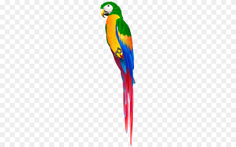 Parrot, Animal, Bird, Macaw Free Transparent Png