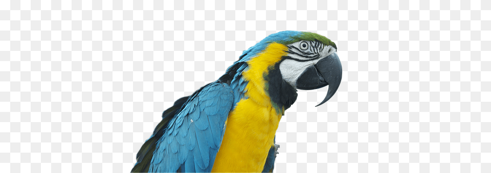 Parrot Animal, Bird, Macaw Free Transparent Png