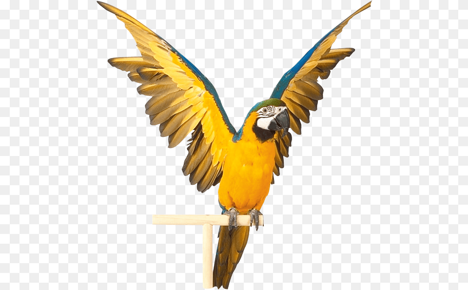 Parrot, Animal, Bird, Macaw Free Transparent Png