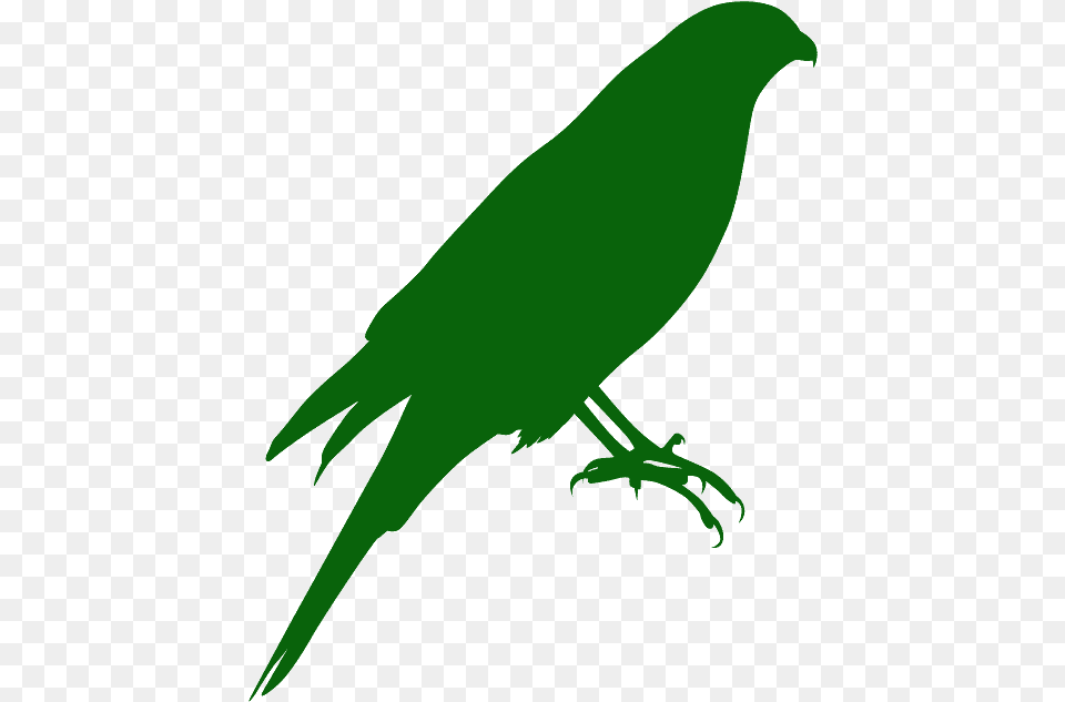 Parrot, Animal, Beak, Bird, Person Free Png