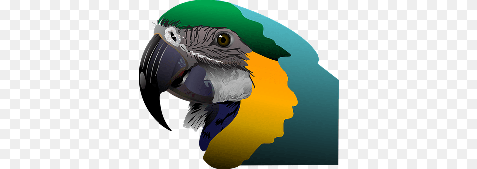 Parrot Animal, Beak, Bird, Baby Png Image