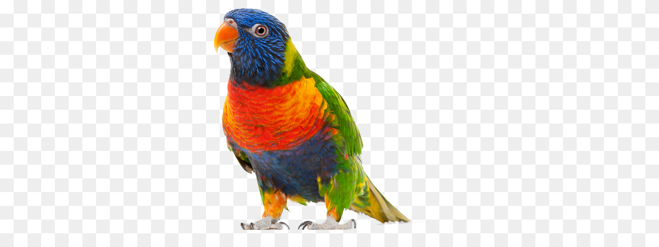 Parrot, Animal, Bird, Parakeet, Beak Free Png Download