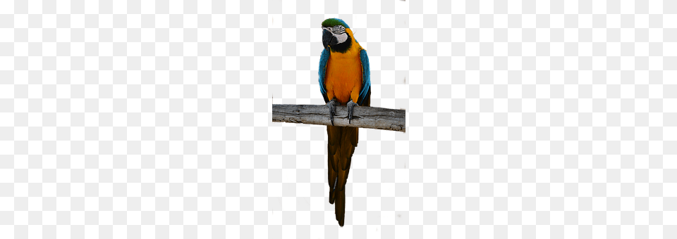 Parrot Animal, Bird, Macaw Png Image