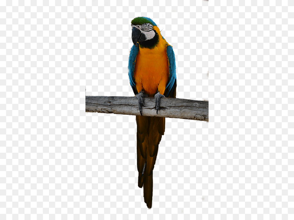 Parrot Animal, Bird, Macaw, Beak Free Png