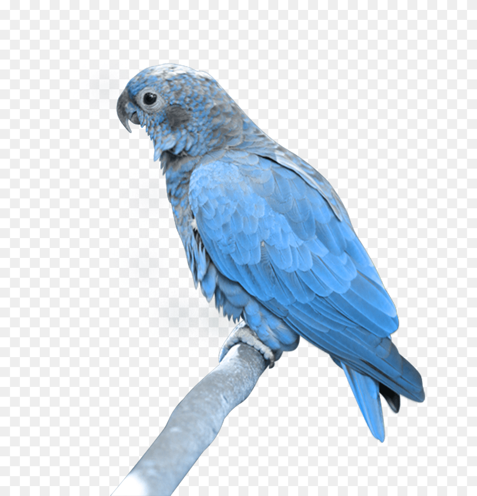 Parrot, Animal, Bird Png Image