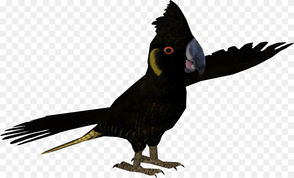 Parrot, Animal, Beak, Bird, Vulture Png Image