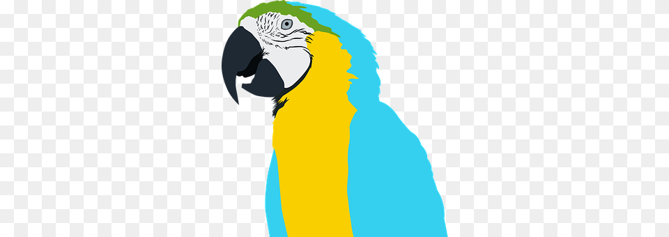 Parrot Animal, Beak, Bird, Person Free Transparent Png