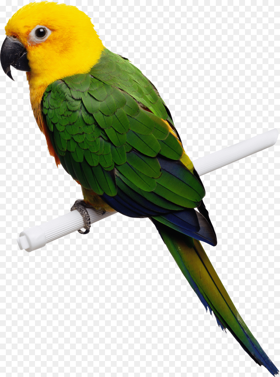 Parrot, Animal, Bird Free Png