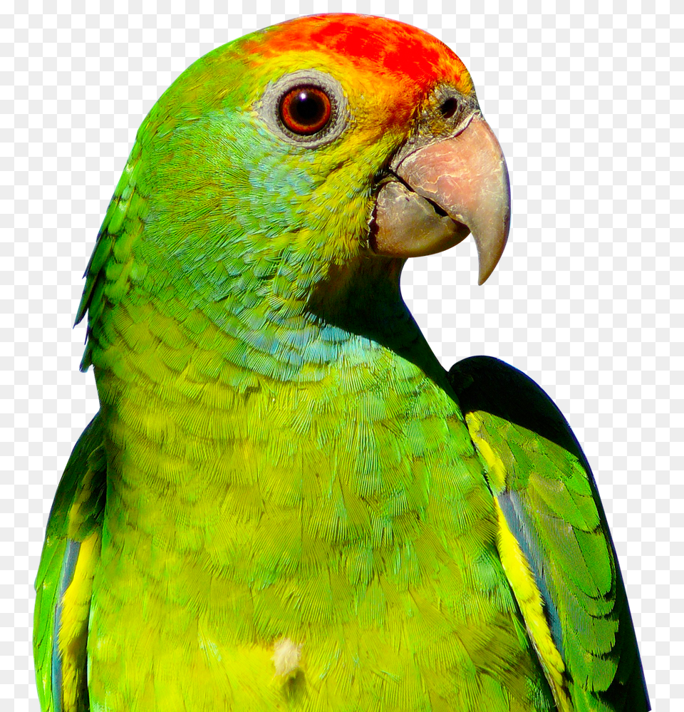 Parrot, Animal, Bird Png