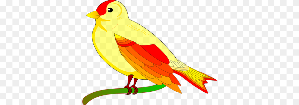 Parrot Animal, Bird, Canary Free Transparent Png