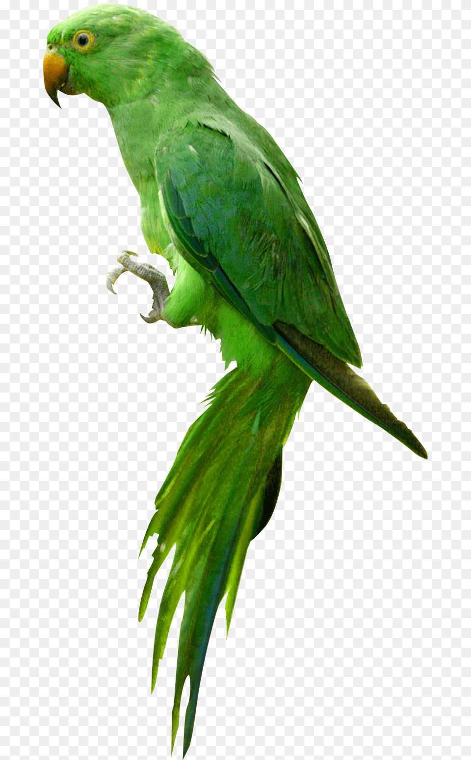 Parrot, Animal, Bird, Parakeet Free Transparent Png