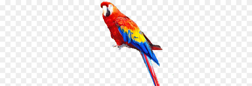 Parrot, Animal, Bird, Macaw Free Png Download