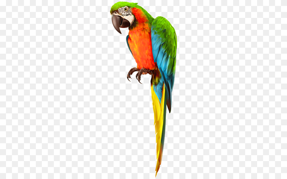 Parrot, Animal, Bird, Macaw Free Transparent Png