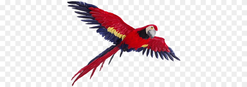 Parrot Animal, Bird, Macaw Png Image