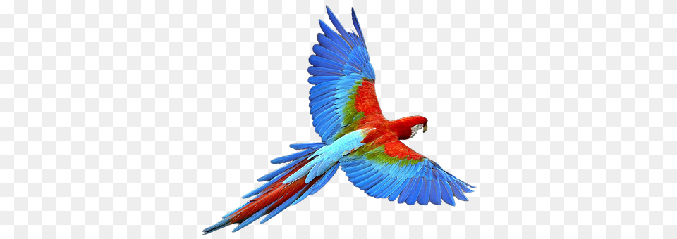 Parrot Animal, Bird, Macaw Free Transparent Png