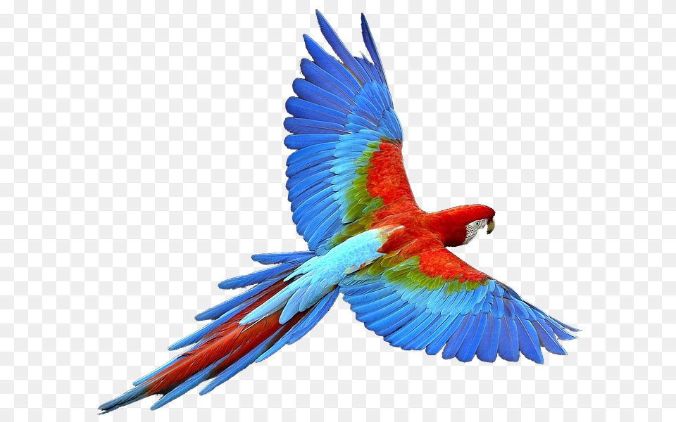 Parrot Animal, Bird, Macaw Free Png