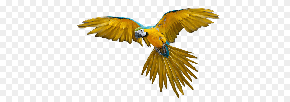 Parrot Animal, Bird, Macaw Png Image