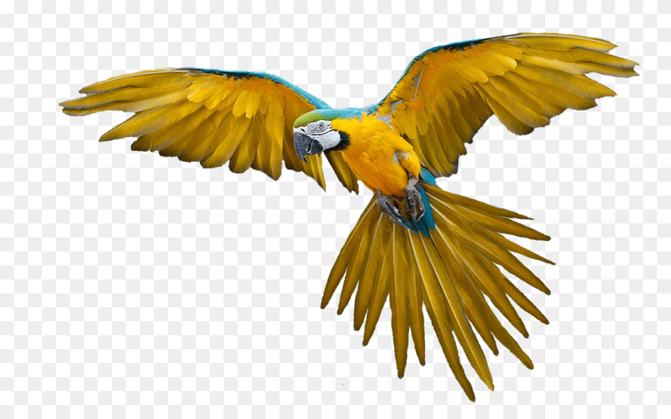 Parrot Animal, Bird, Macaw Free Transparent Png