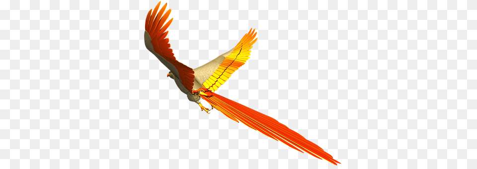 Parrot Animal, Bird, Flying, Beak Free Png Download