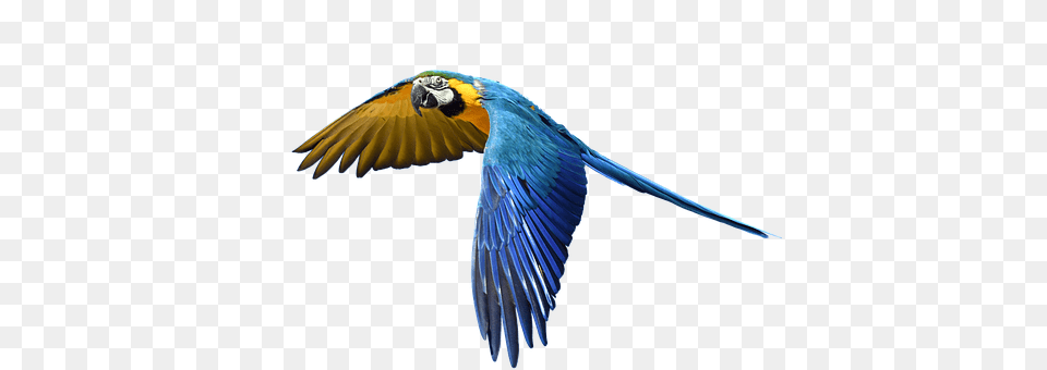 Parrot Animal, Bird, Macaw Png