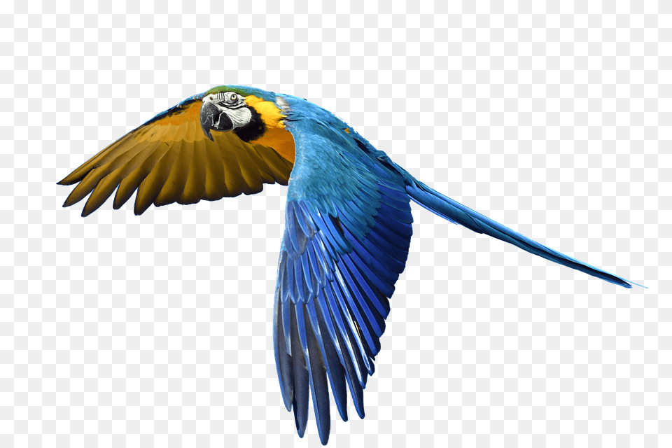 Parrot Animal, Bird, Macaw Free Png